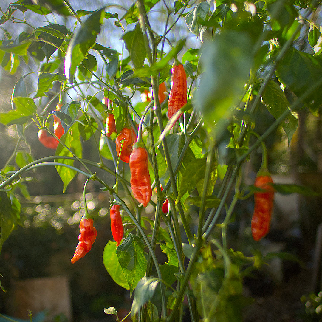 World of Chillies Sugar Rush Stripey chilli colour change on plant