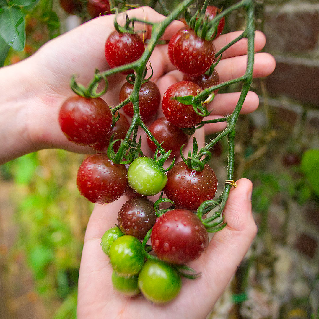 world of chillies sun chocolate tomato plant with ripening truss