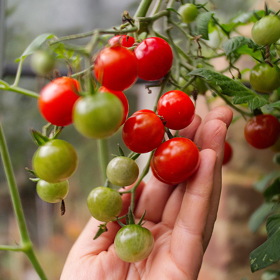 world of chillies suncherry tomato truss ripening on the vine