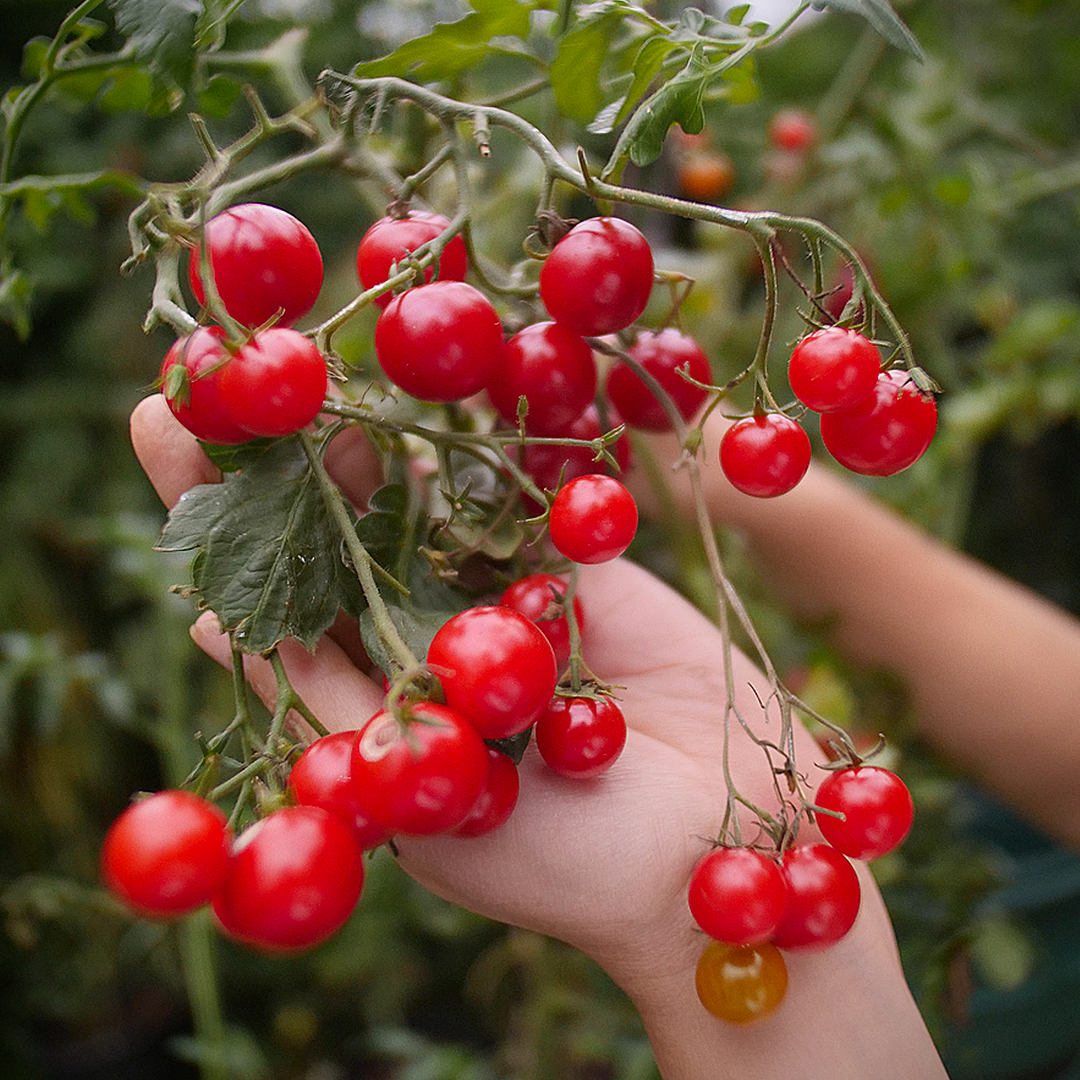 world of chillies suncherry tomato heavy cropping truss