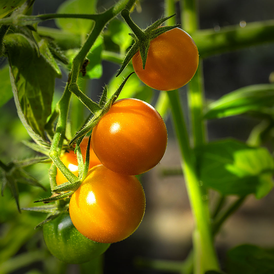 world of chillies sungold tomatoes through foliage