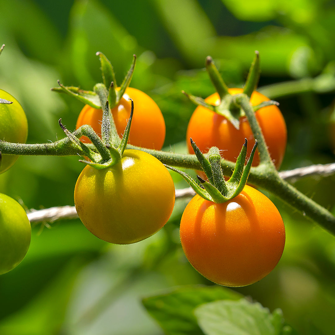 world of chillies sungold tomatoes changing colur 