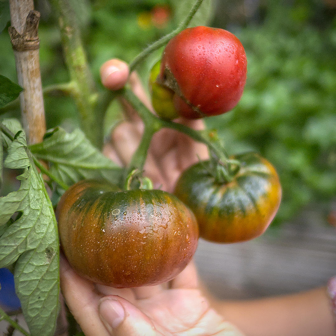 world of chillies super marmande tomato showing ribbed beefsteak shape