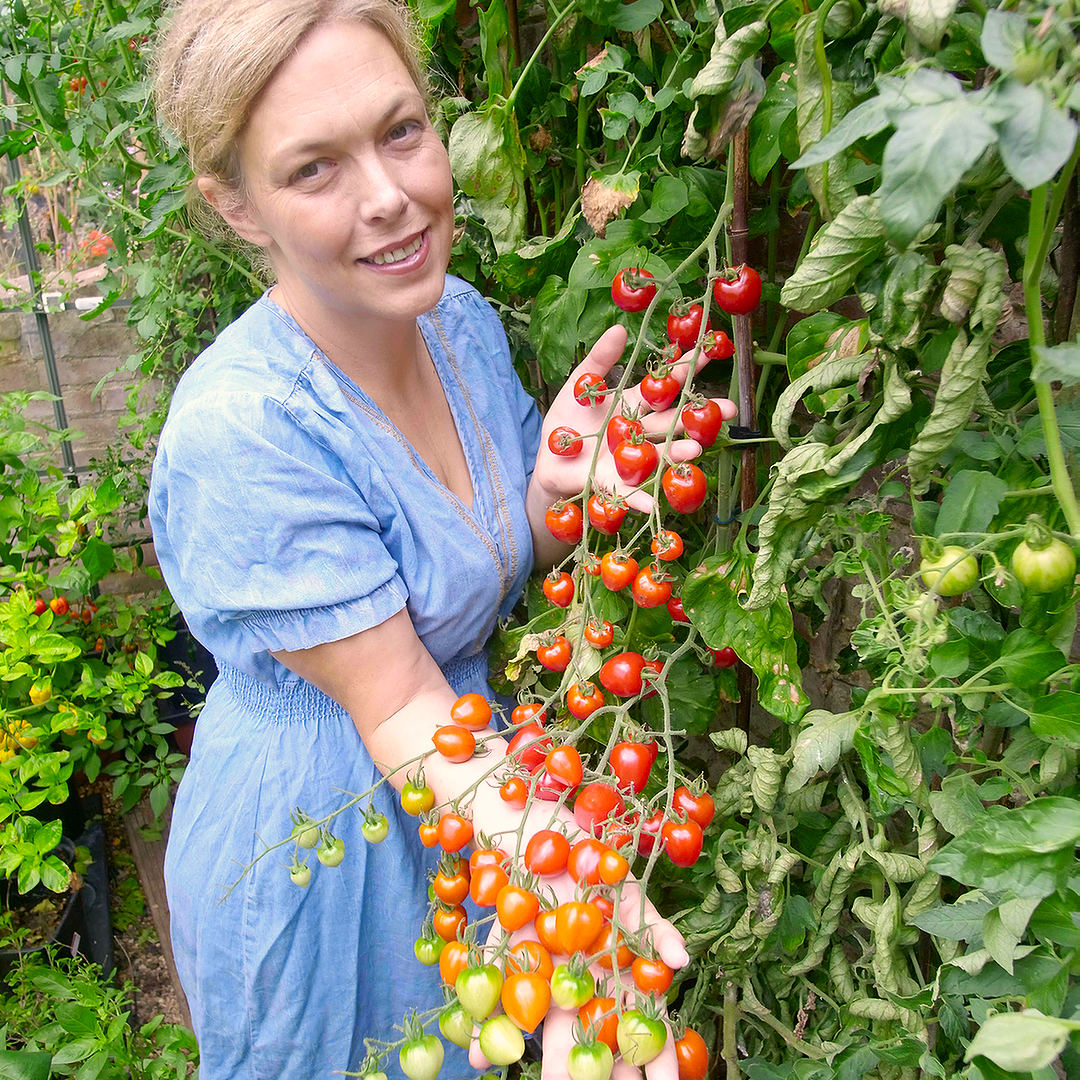 tomatoberry tomato with grower