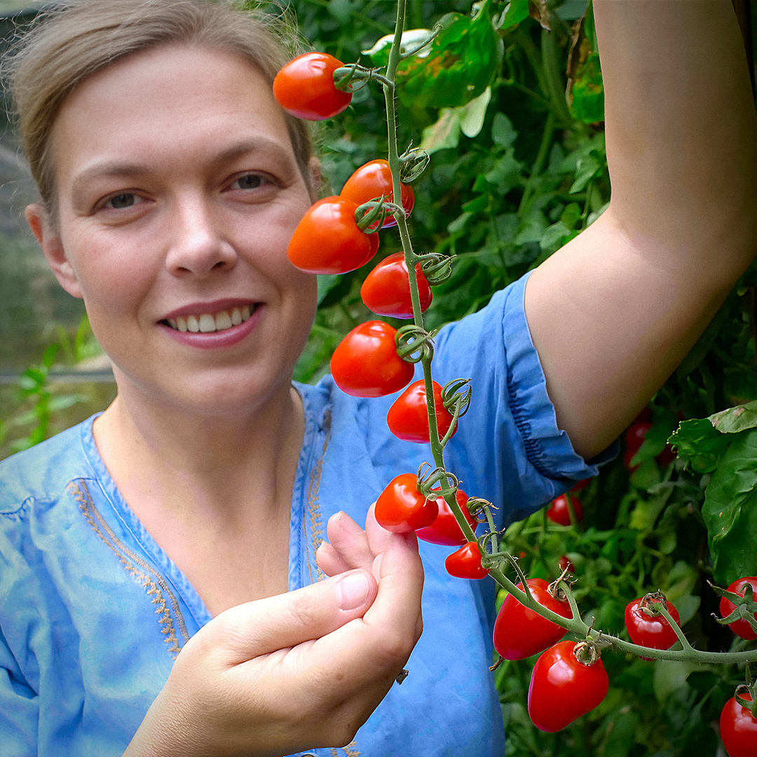 tomatoberry tomato truss held aloft