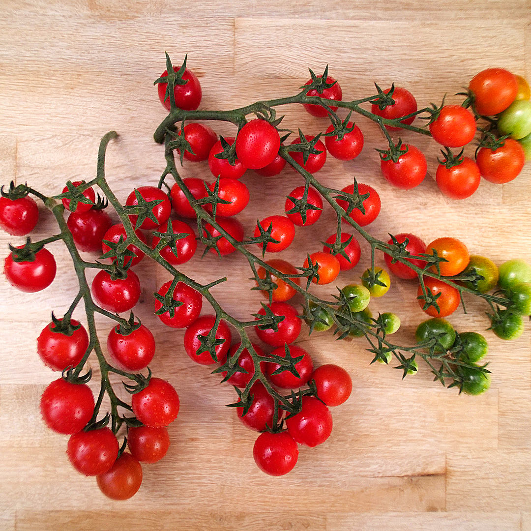 world of chillies sweet million cherry tomatoes on the truss