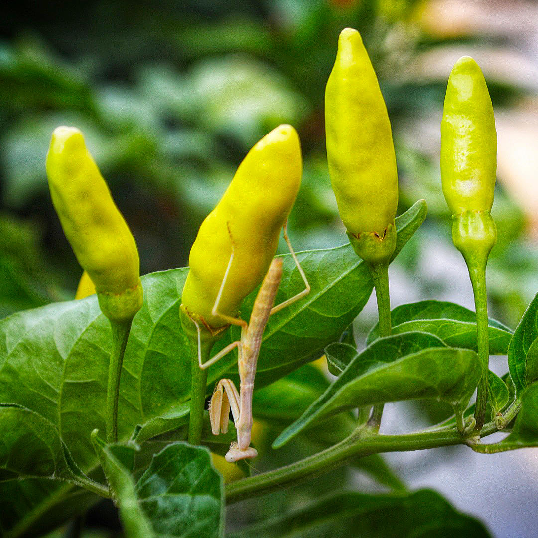 World of Chillies praying mantis on young green Tabasco chillies