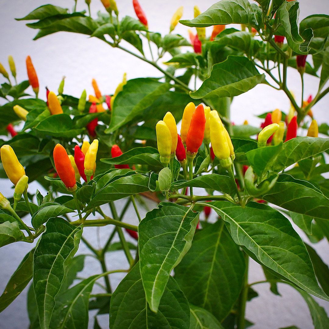 World of Chillies Tabasco chilli plant with pods ripening from yellow to red