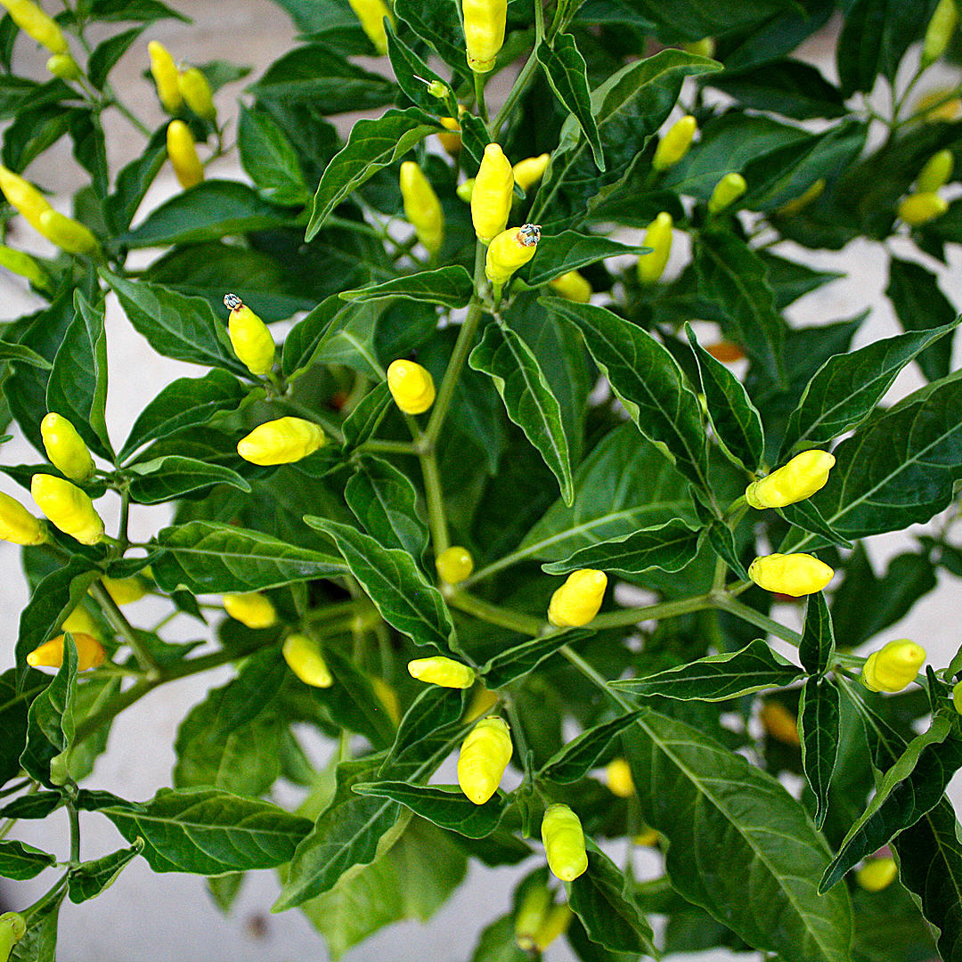 World of Chillies Tabasco plant covered in green and yellow pods