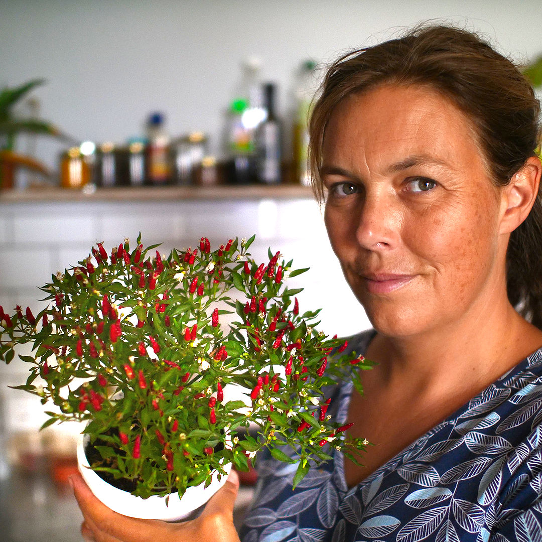World of Chillies Thai Demon Chilli in small pot