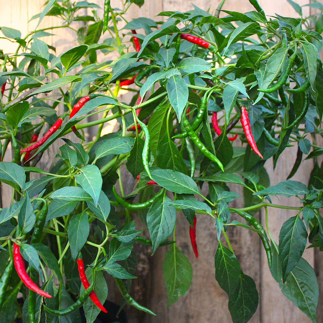 World of Chillies Thai Dragon chilli plant loaded with red and green pods