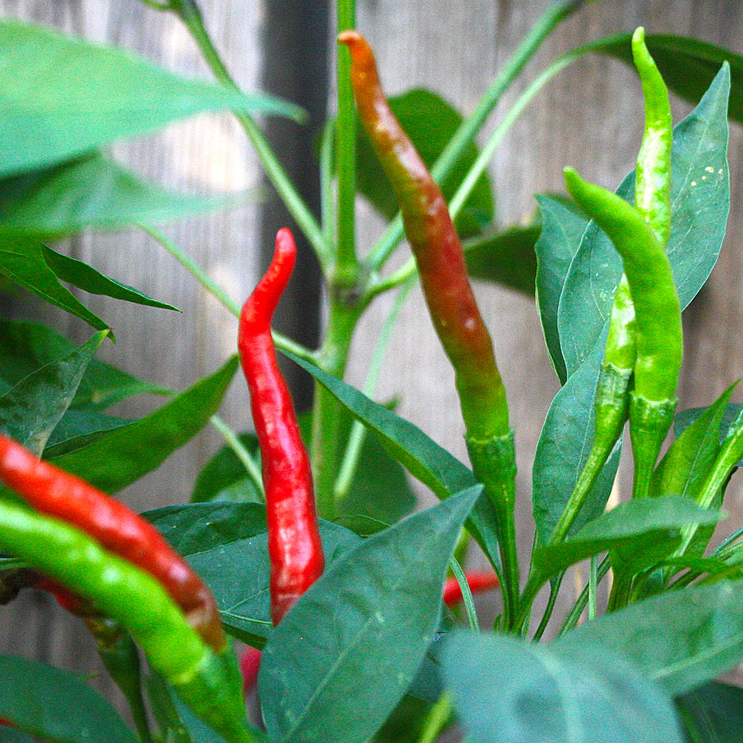 World of Chillies Thai Dragon chillies ripening on the plant