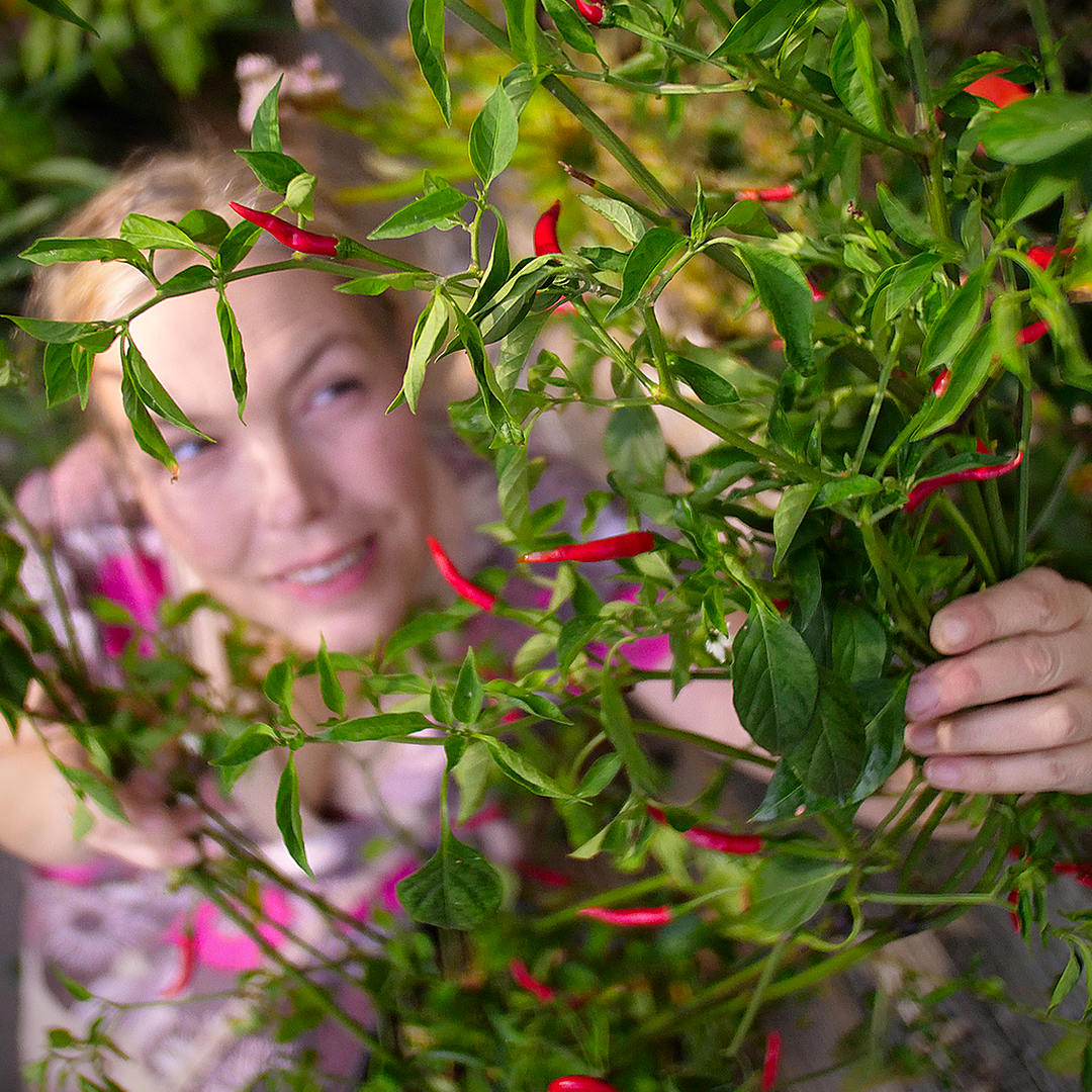 World of Chillies grower holding Thai Dragon chilli plant
