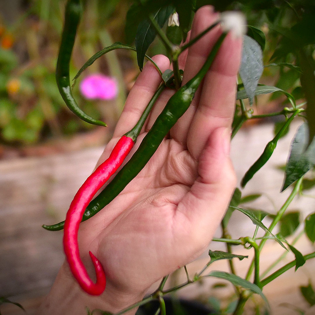 World of Chillies Thai Dragon Chillies turning red in sunlight
