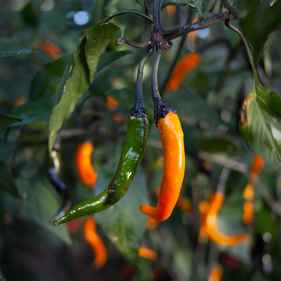 world of chillies: Green and orange Thai Halloween pods hanging from dark stems.