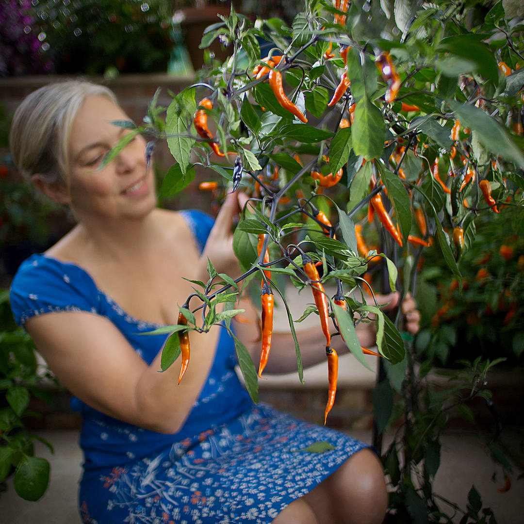 world of chillies: Sarah Hunt examining a large Thai Halloween plant covered in orange chillies.