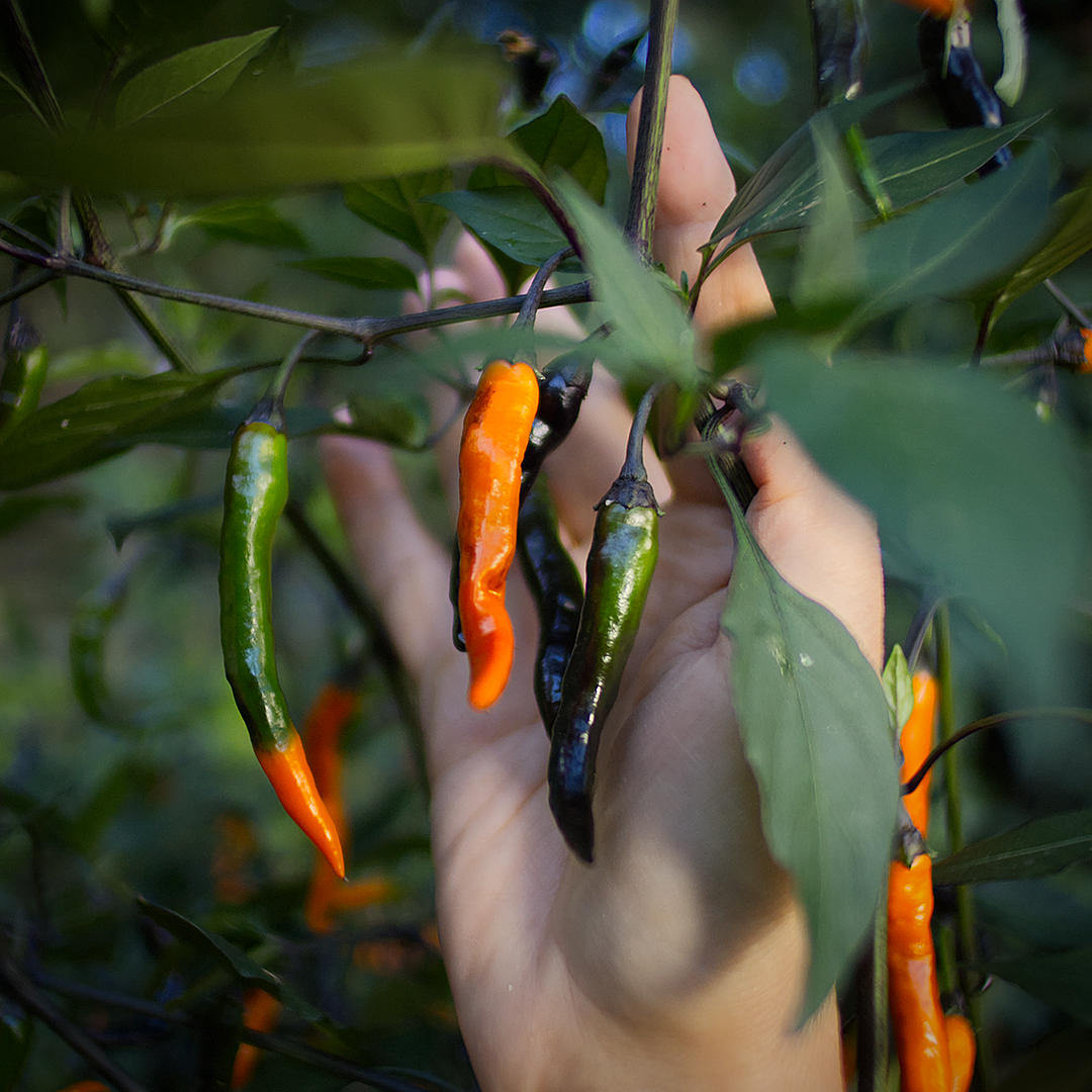 world of chillies: Thai Halloween chillies showing three stages of colour development.