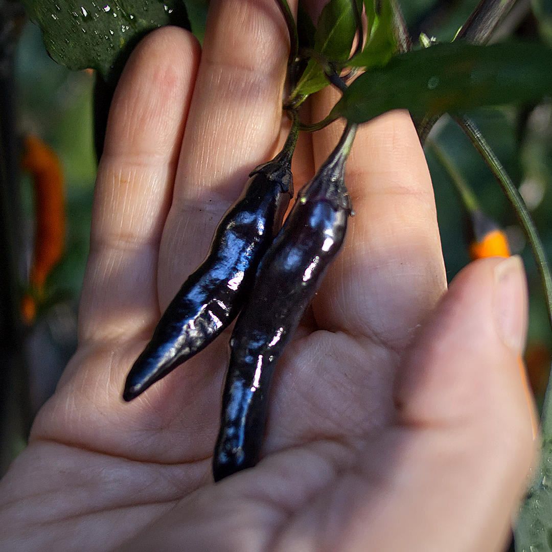 world of chillies: Two glossy, purple-black Thai Halloween chillies held in a hand.