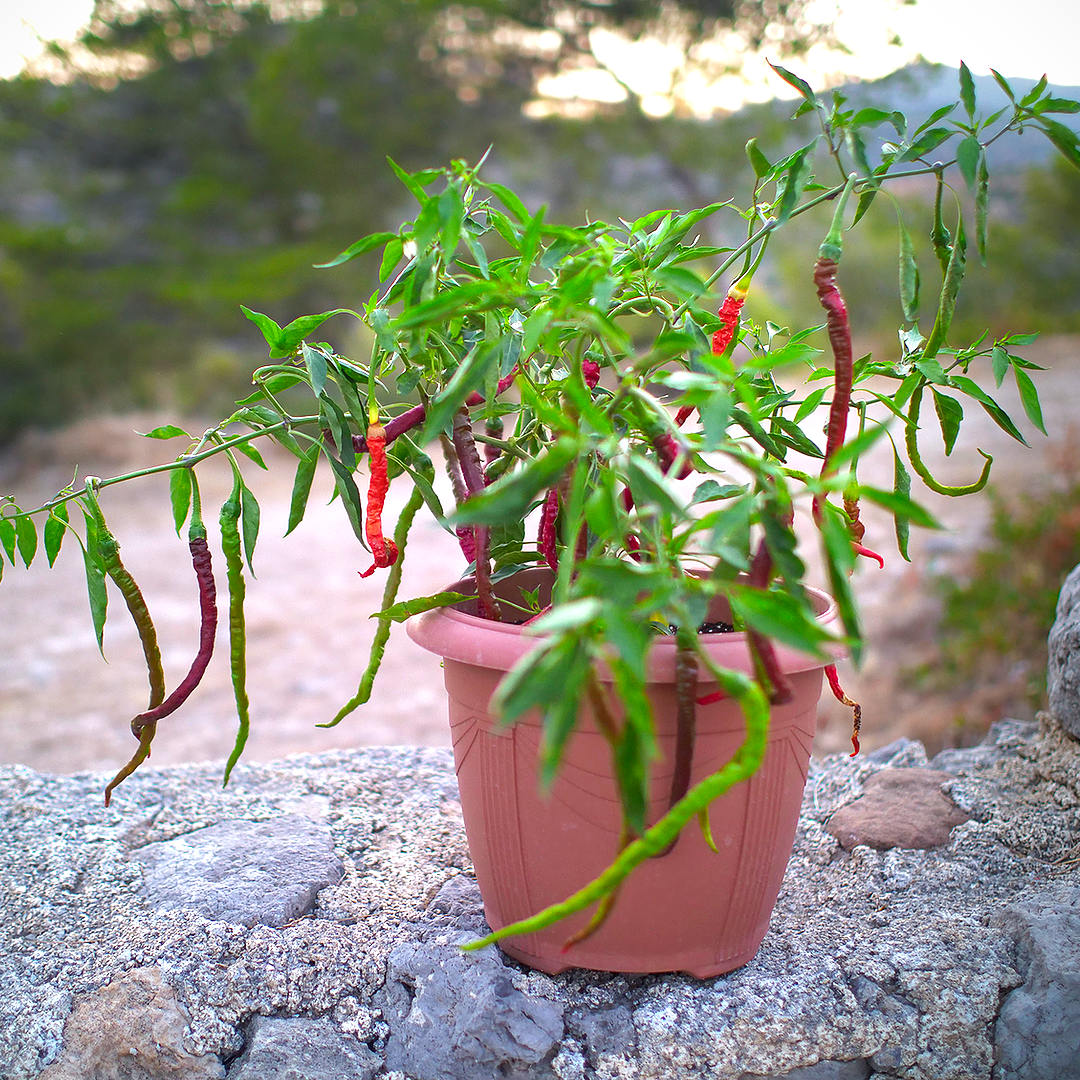 World of Chillies Thunder Mountain Longhorn chilli plant in terracotta pot