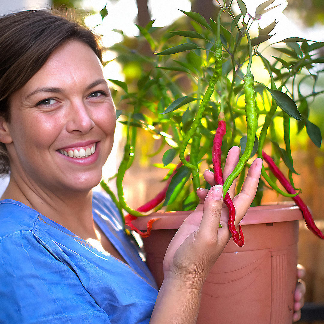 World of Chillies grower holding Thunder Mountain Longhorn chilli plant