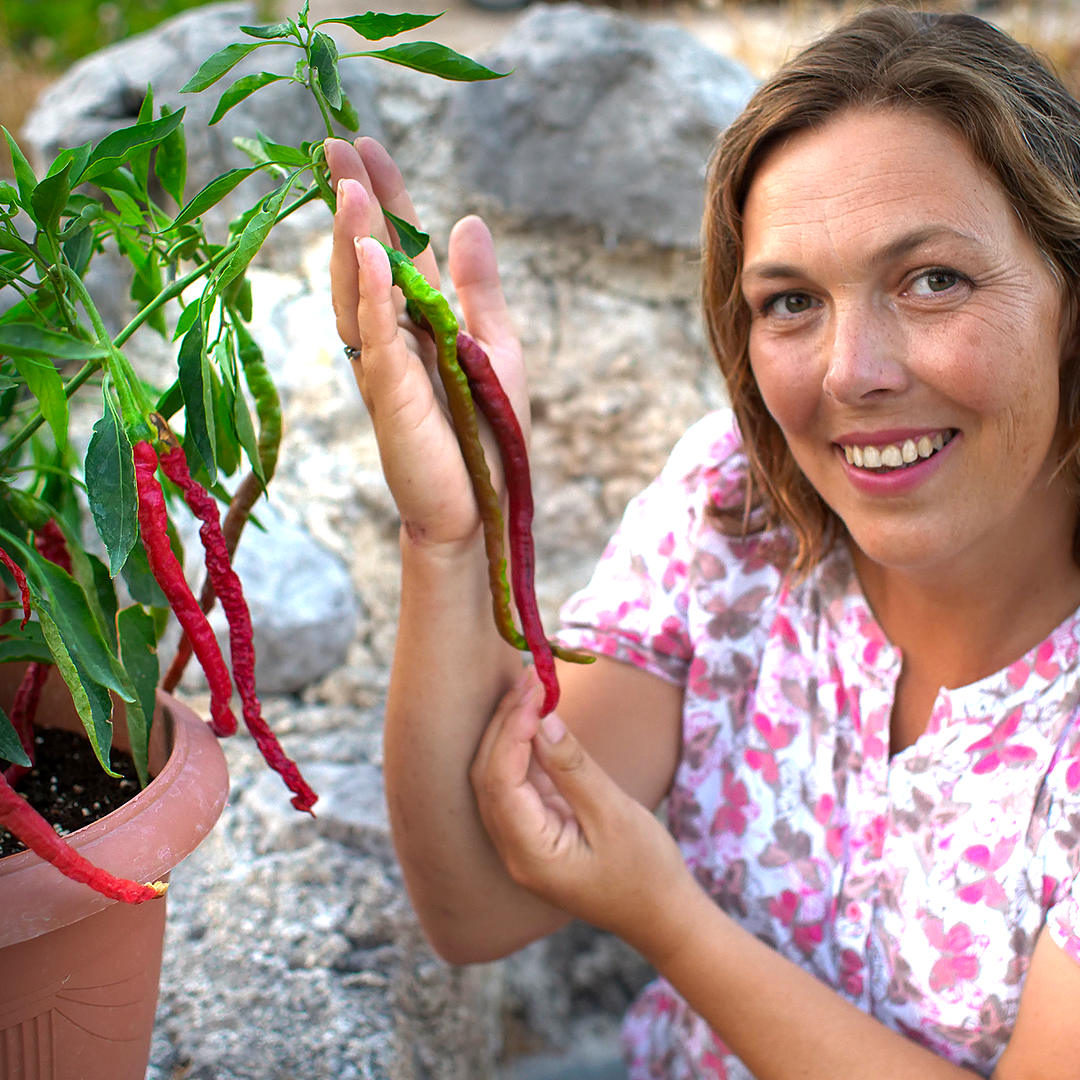World of Chillies grower showing long Thunder Mountain Longhorn chillies