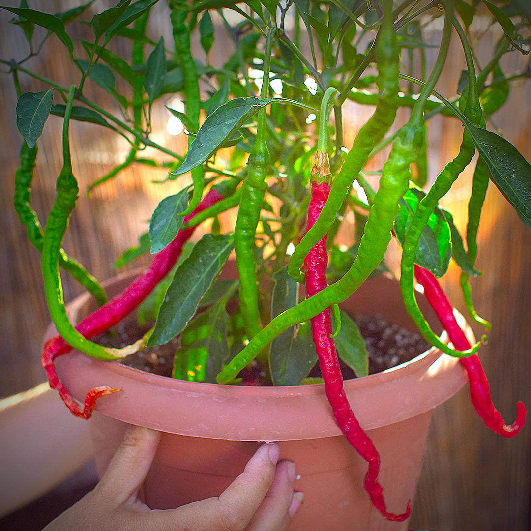 World of Chillies Thunder Mountain Longhorn chillies ripening red and green