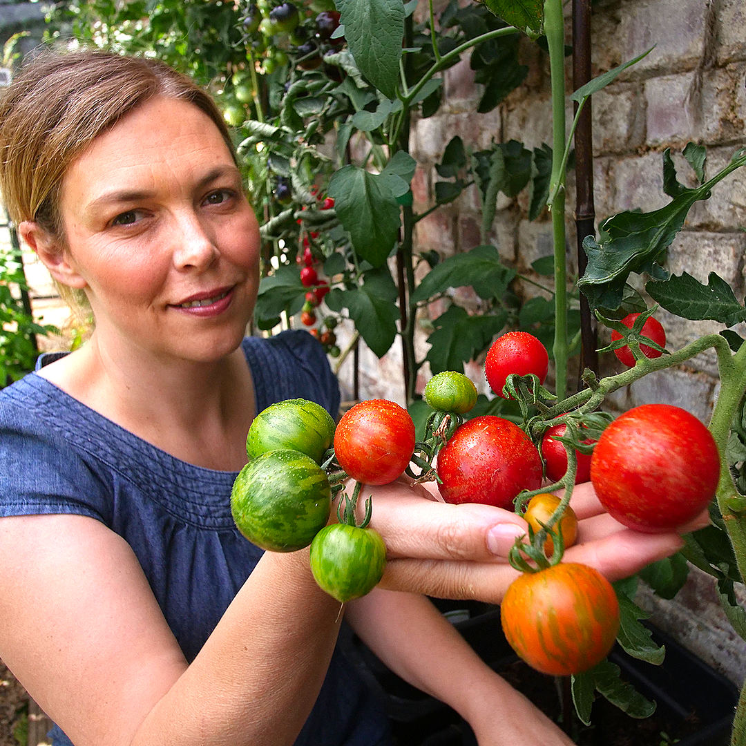world of chillies tigerella tomato plant with striped fruit ripening on the vine