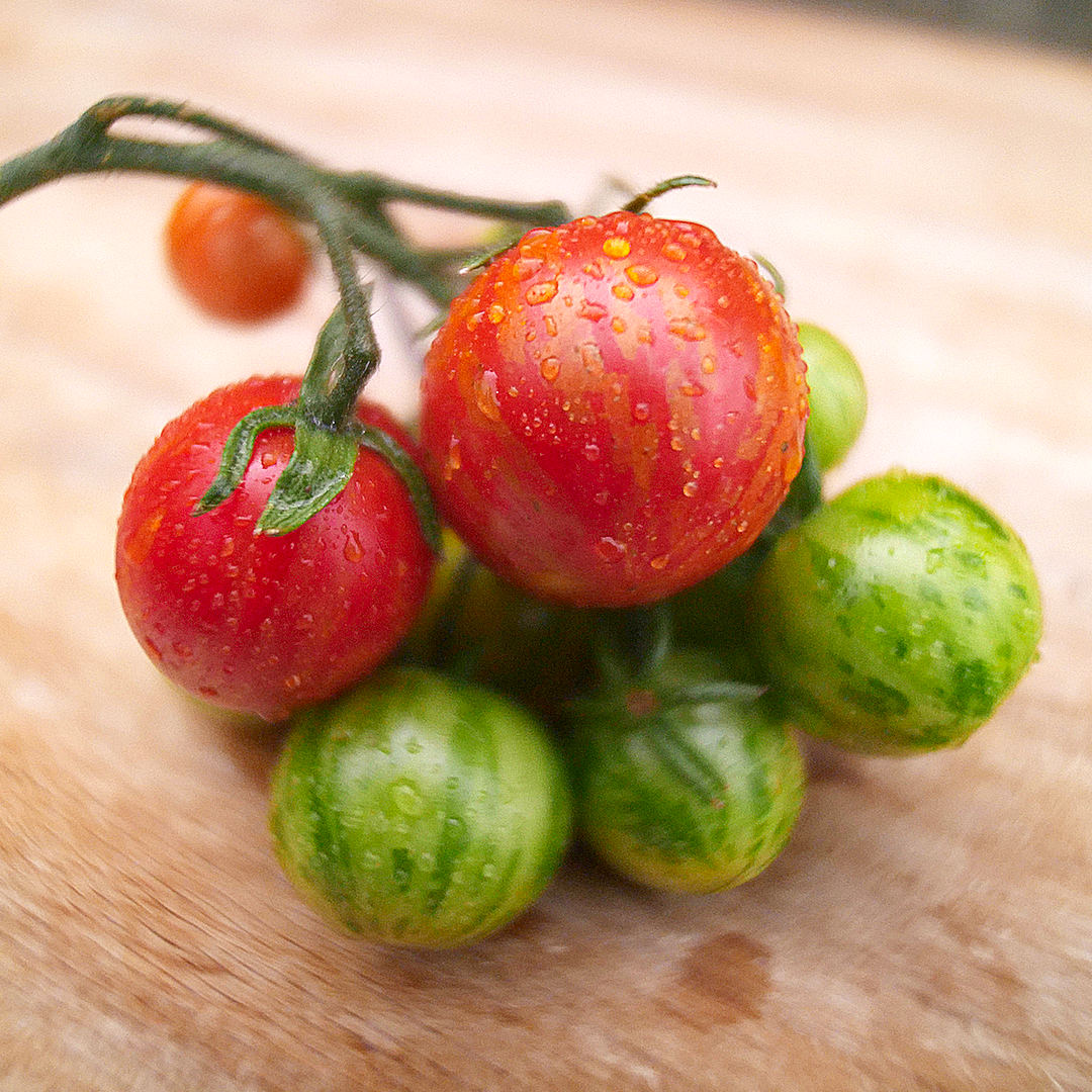 world of chillies tigerella tomato showing green and red striped skin