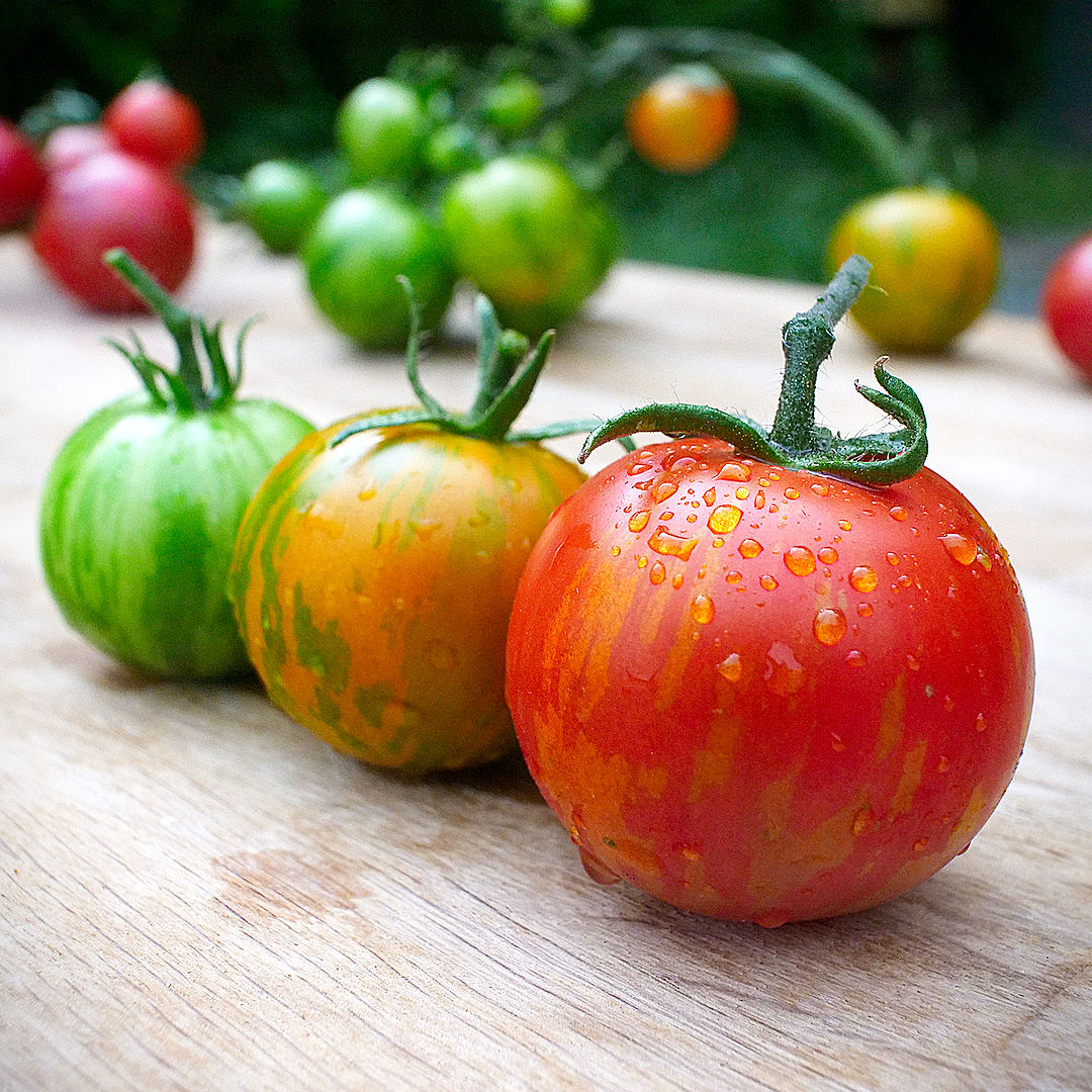 world of chillies tigerellatomato fruit displaying classic striped pattern