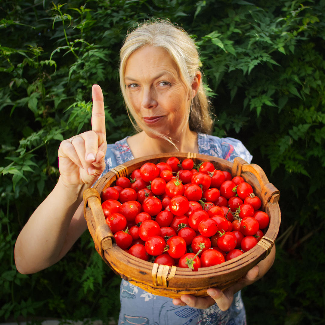 world of chillies totem tomato harvest from one outdoor plant