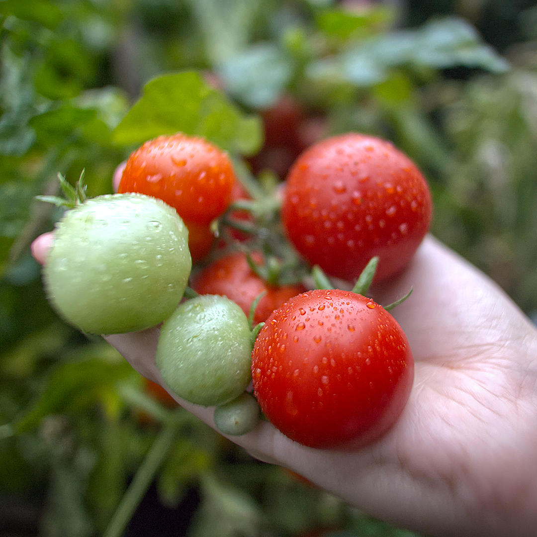 world of chillies totem tomato ripening outdoors on the plant