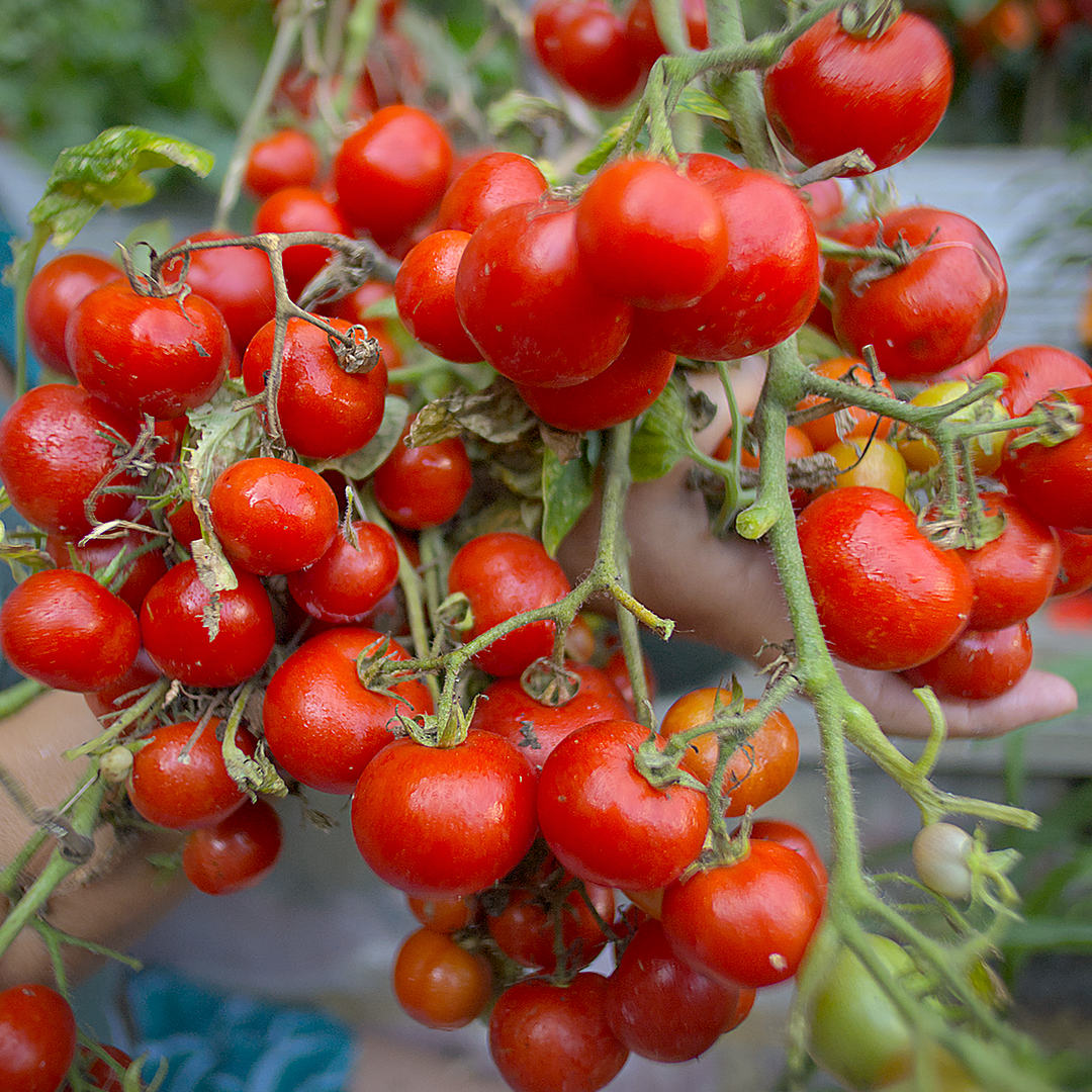 world of chillies totem tomato high yielding outdoor variety