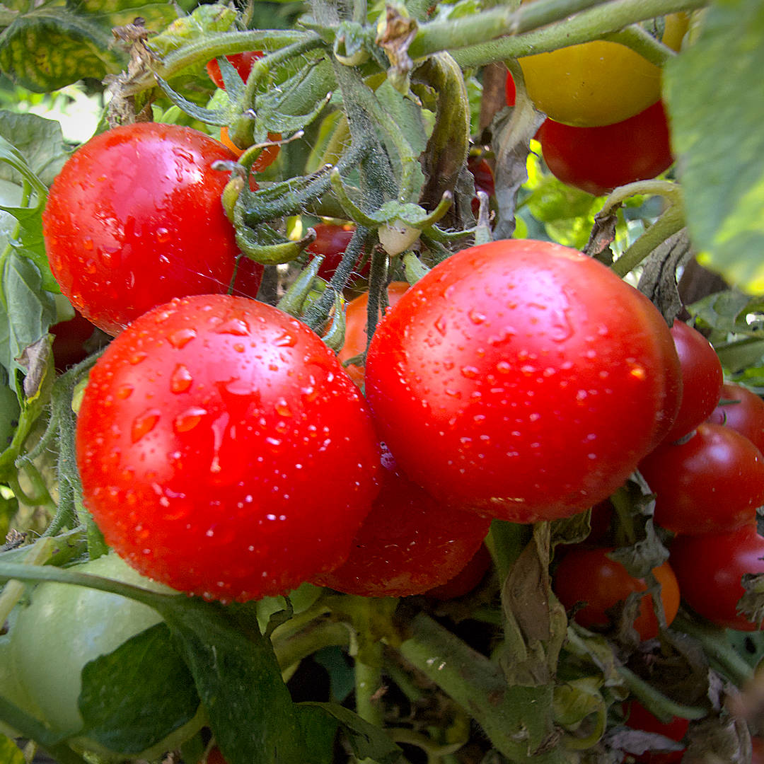 world of chillies totem tomato compact outdoor plant heavy crop
