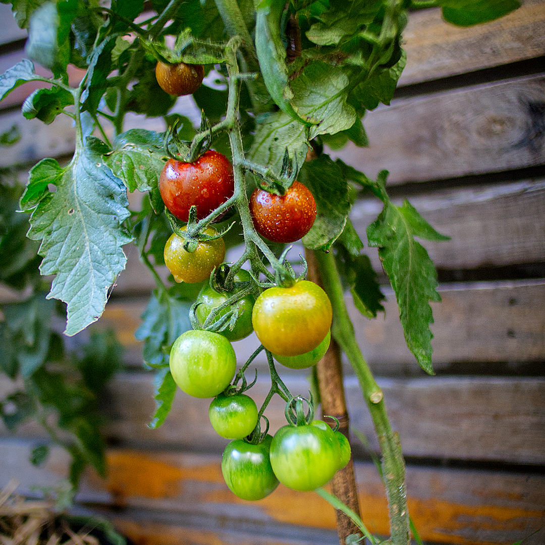 world of chillies tremolo tomato truss ripening outdoors