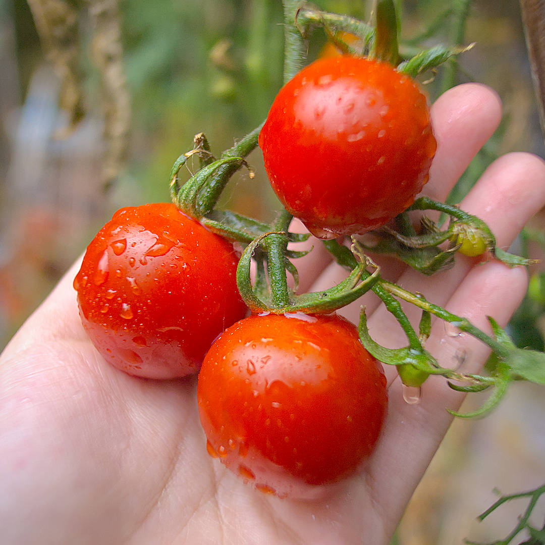 world of chillies tremolo tomato ripe red fruit close-up