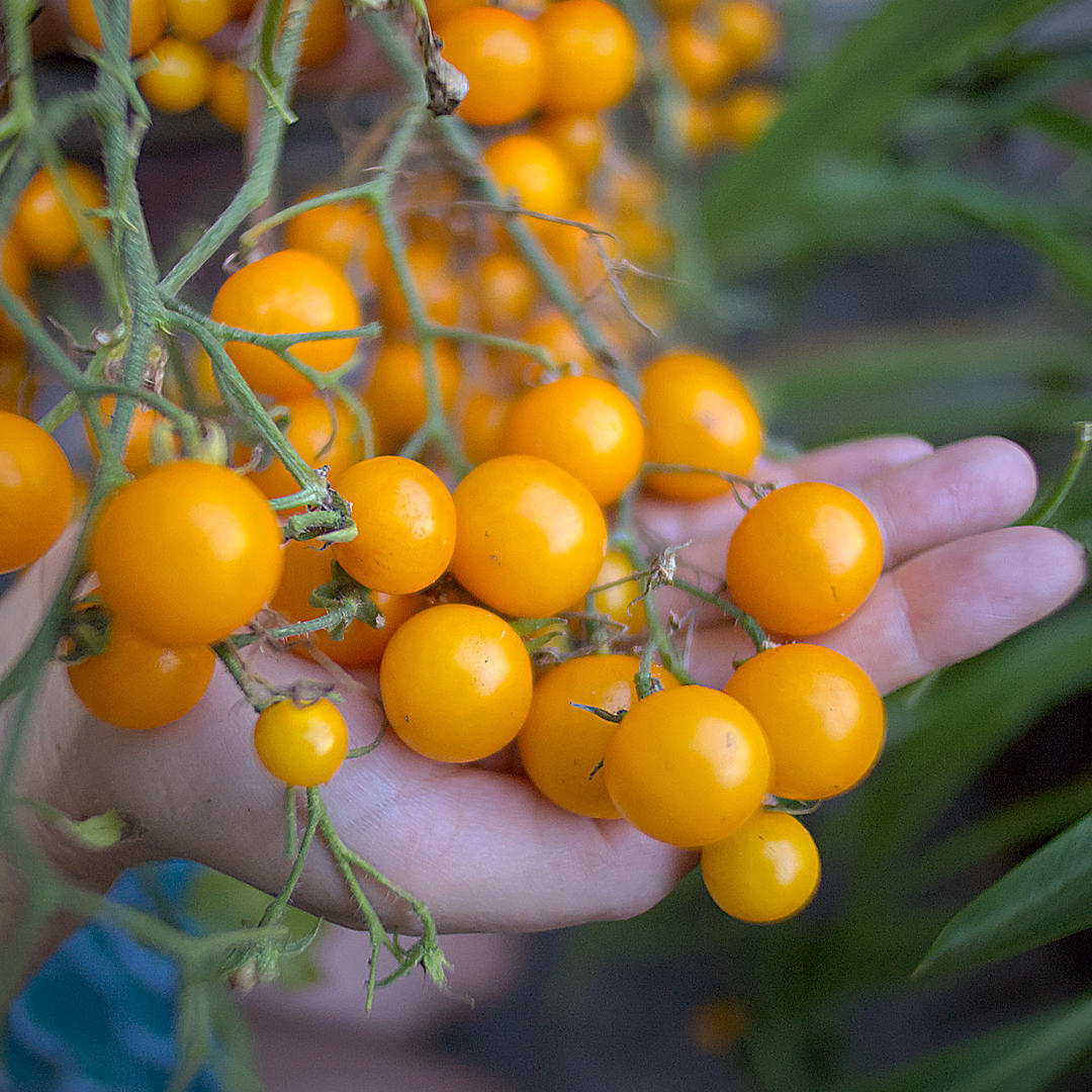 world of chillies Yellow Tumbling Tom cherry tomatoes ripening on vine