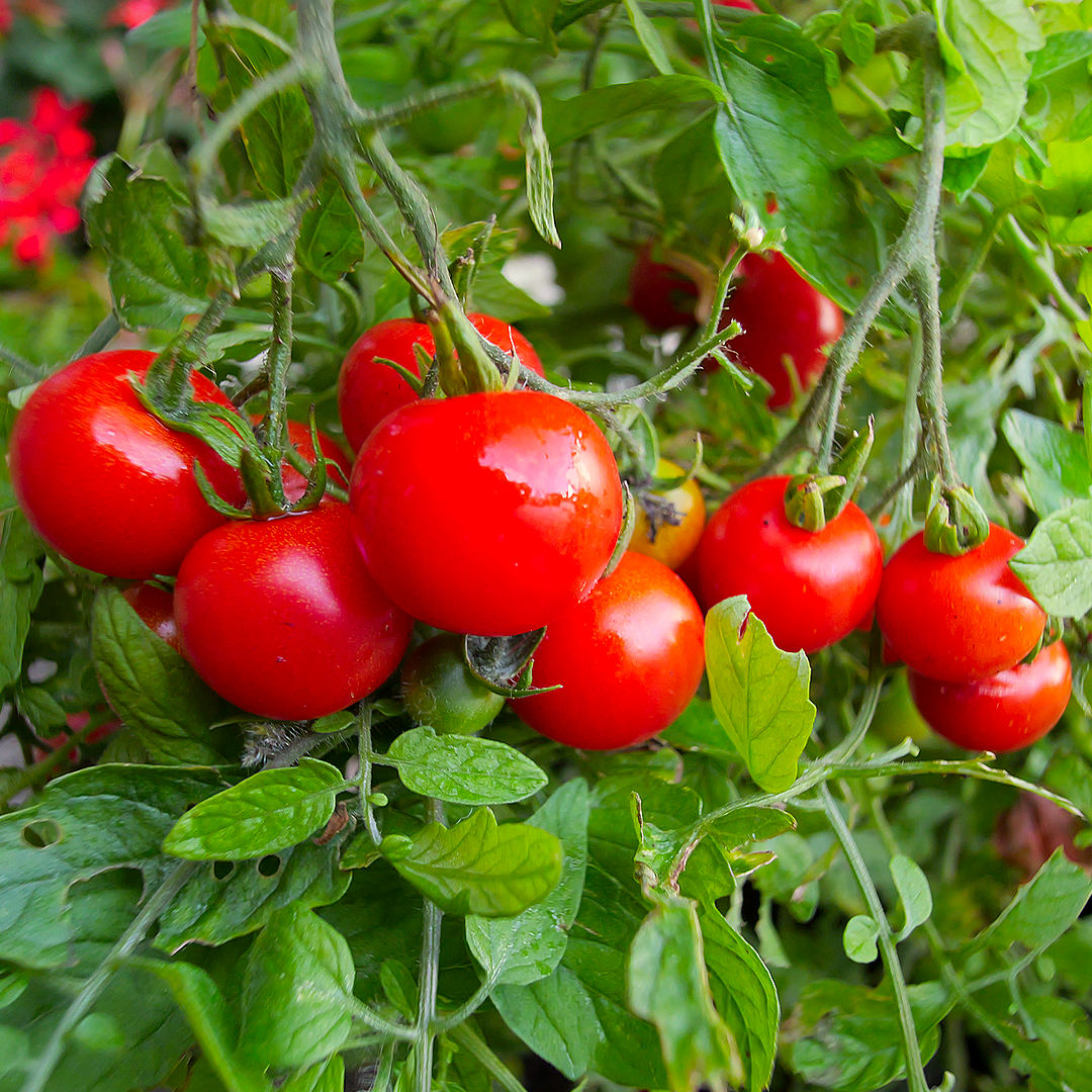 world of chillies tumbling tom tomato heavy cropping trusses on compact plant