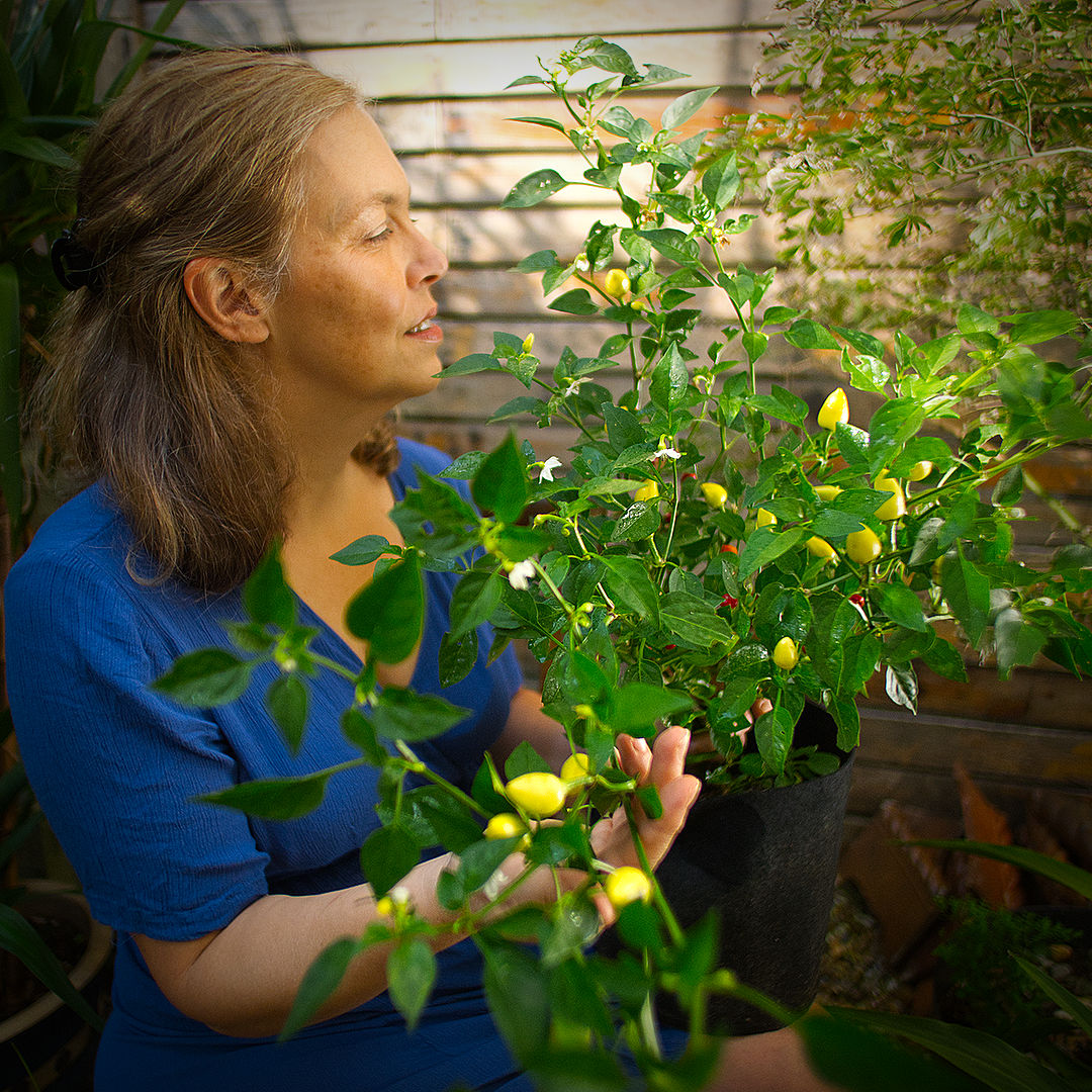 World of Chillies grower tending Turkish Pickling chilli plant