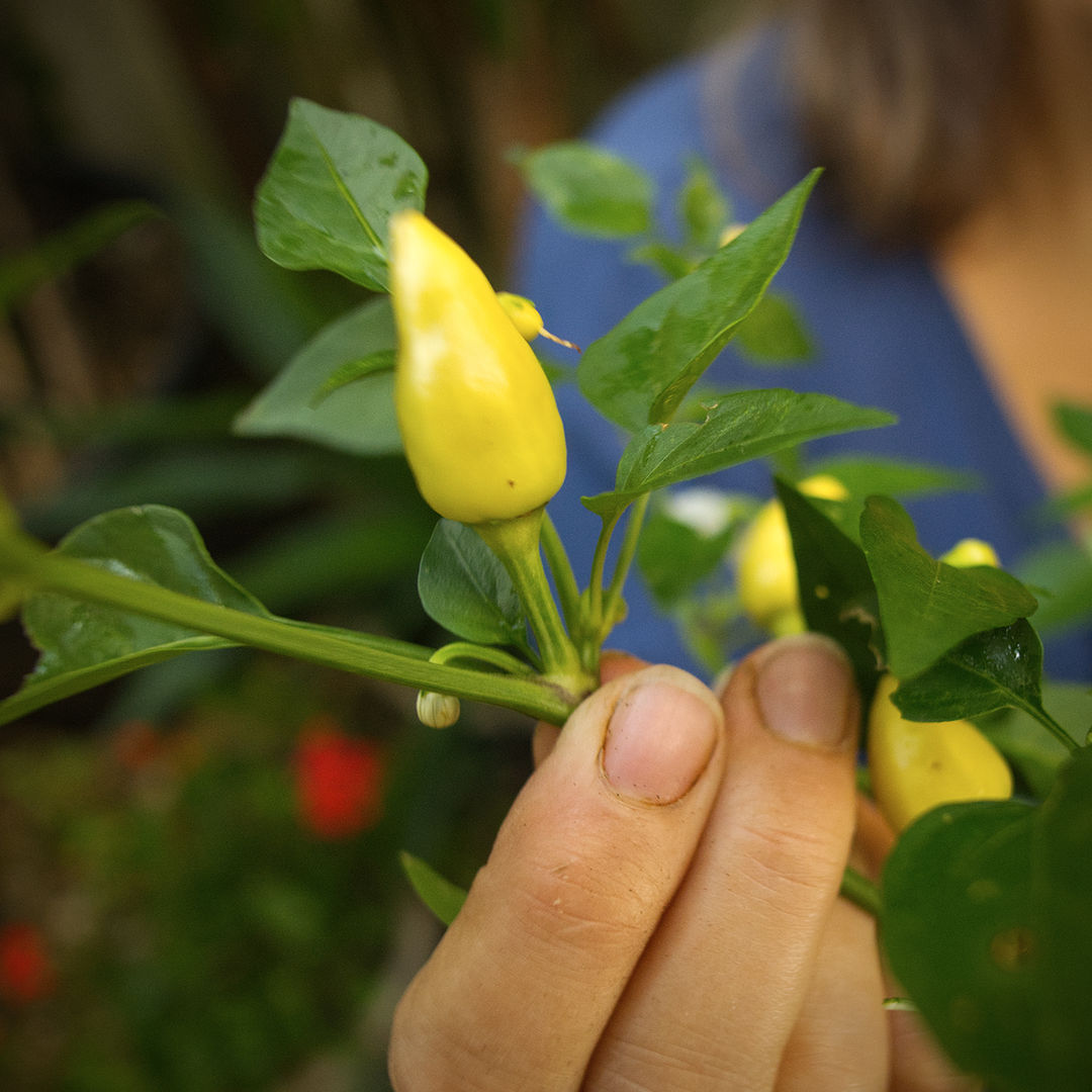 World of Chillies grower holding Turkish Pickling chilli pod