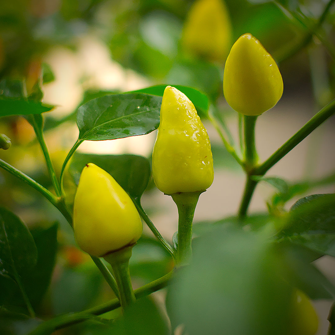 World of Chillies Turkish Pickling chillies on plant in sunlight