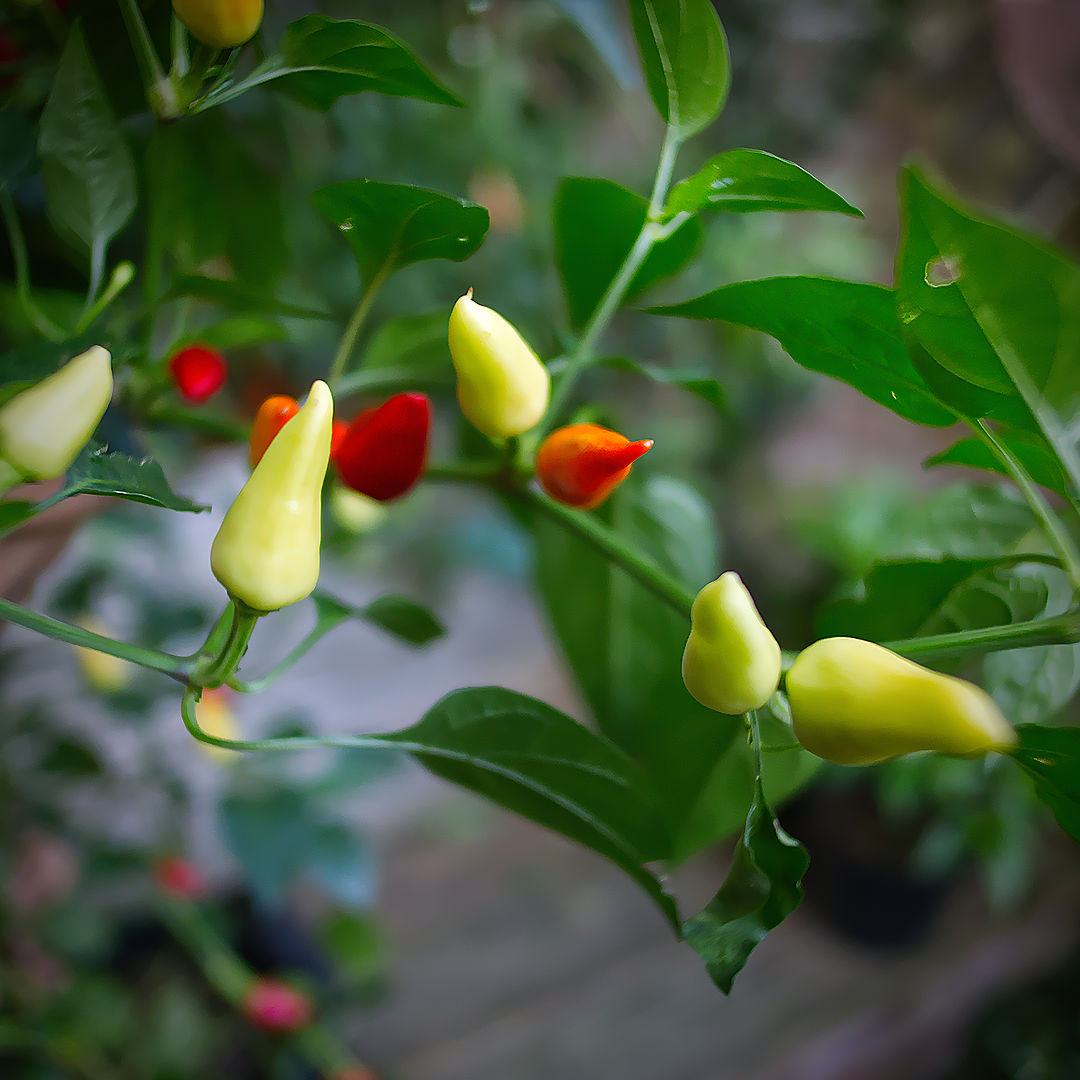 World of Chillies Turkish Pickling chillies ripening through yellow to red