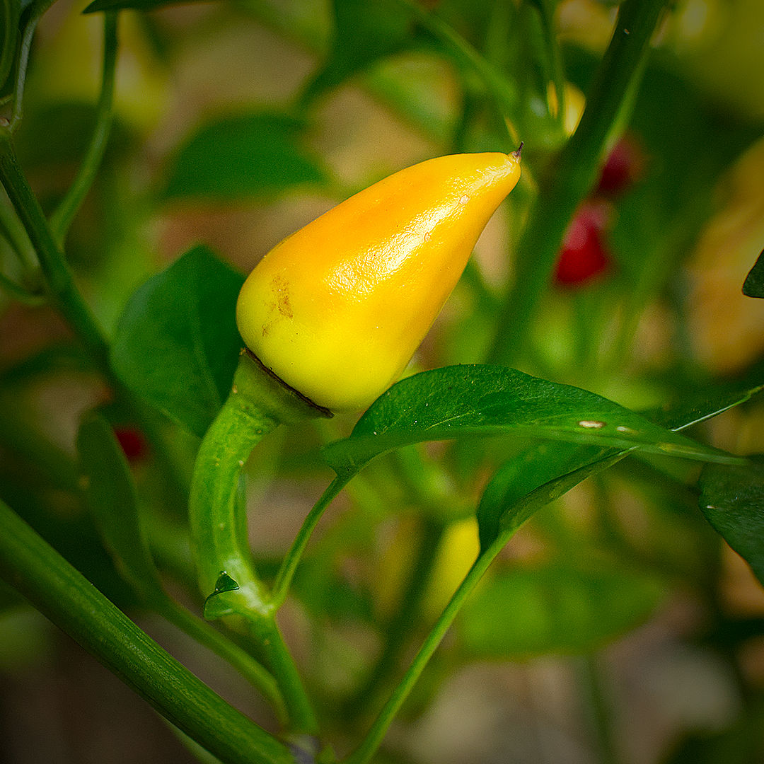World of Chillies Turkish Pickling chilli pod turning golden