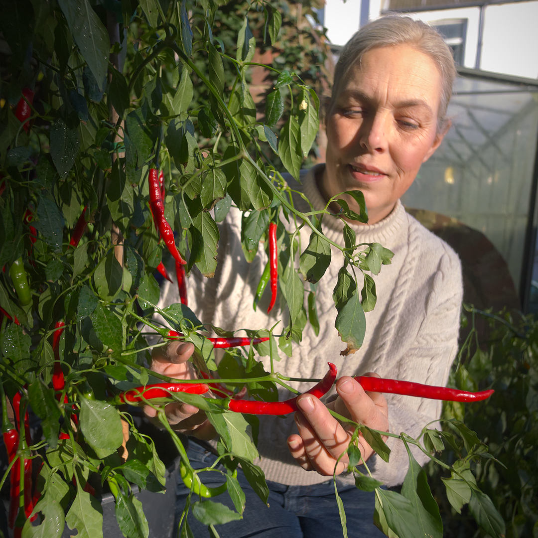 World of Chillies Anatolian Green(Sivri Biber) chilli plant with grower
