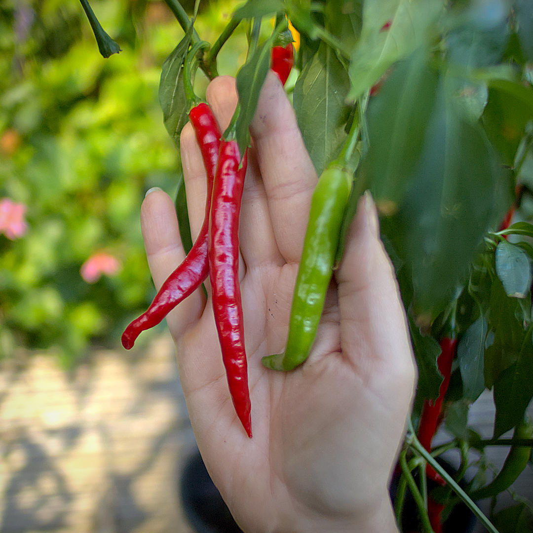 World of Chillies Anatolian Green (Sivri Biber) chilli green and red pods
