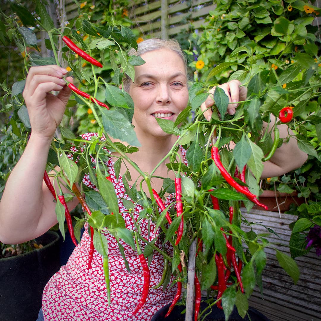 World of Chillies Anatolian Green (Sivri Biber) chilli plant showing uniform pods