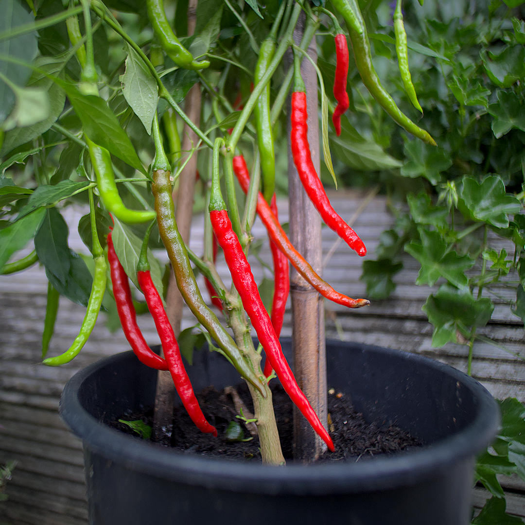 World of Chillies Anatolian Green (Sivri Biber) chilli pods on plant