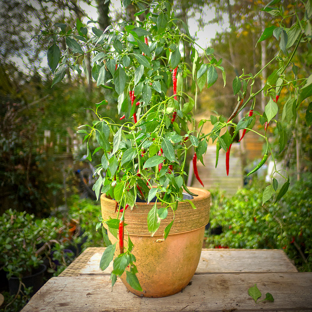 World of Chillies Anatolian Green (Sivri Biber) chilli plant in pot