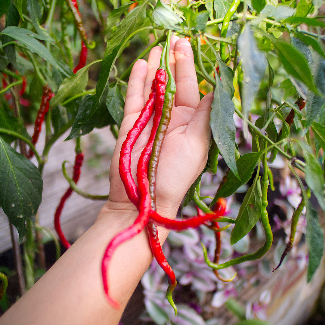 World of Chillies Turkish Snake chilli green and red pods in hand