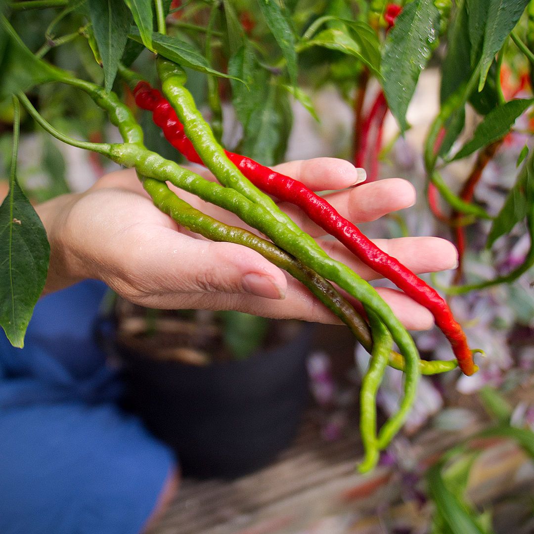 World of Chillies Turkish Snake chilli green and red pods comparison