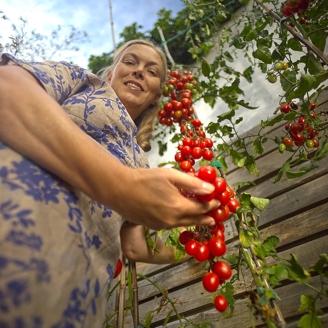 world of chillies tutti frutti cherry tomatoes being harvested outdoors